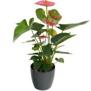 anthurium rose - cache pot anthracite